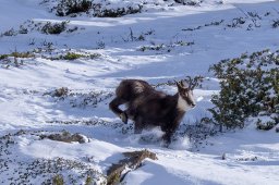 Chamois (Vallée du Ribon, Bessans)